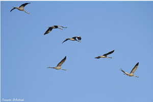 Navier et ces drôles d’oiseaux