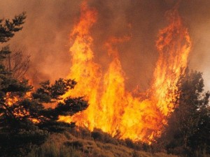 Modélisation des feux de forêt