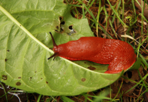 Conjecture de Swinnerton-Birch-Dyer et olfaction des limaces