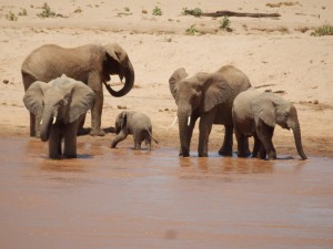 Les éléphants en danger