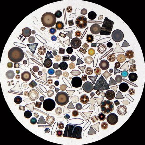 Le phytoplancton : un monde microscopique en évolution