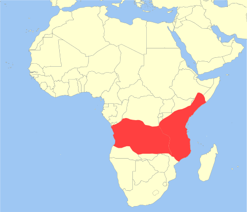 Le babouin jaune en Afrique