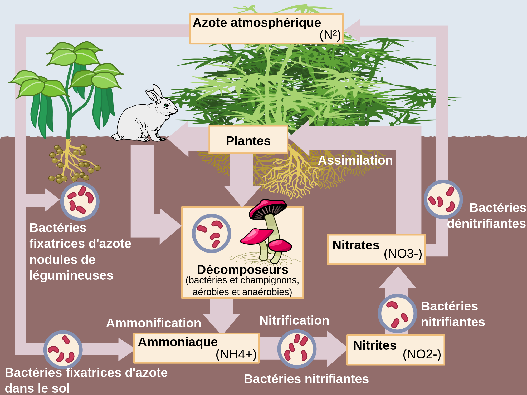 Prédire les rejets d’azote agricole pour mieux les contrôler