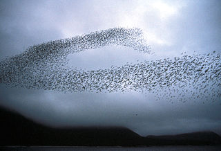 Nuées d’oiseaux