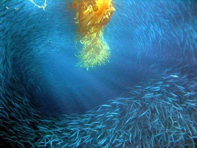 Bancs de poissons