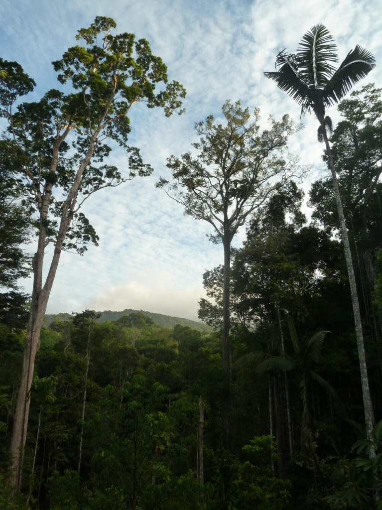 Modélisation en Forêt Guyanaise