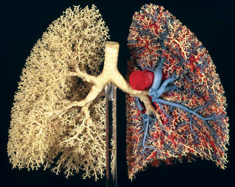 Le poumon, une fractale quasi-optimale