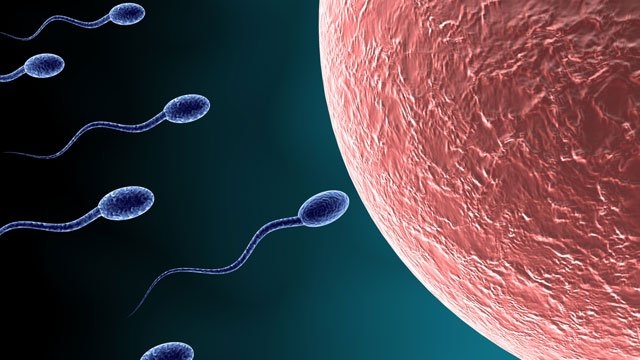 Rencontre entre des spermatozoïdes et un ovule