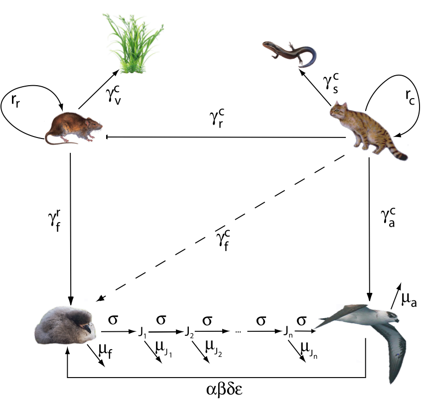 Le modèle compartimental « Chat-Rat-Pétrel »