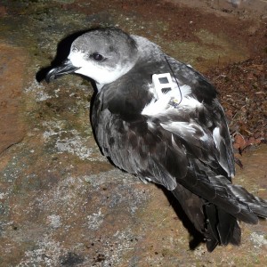 Pétrel de Barau, oiseau marin endémique de l'île de la Réunion. L'oiseau est équipé d'une balise Argos solaire pour le suivi par tracking des déplacements en mer
